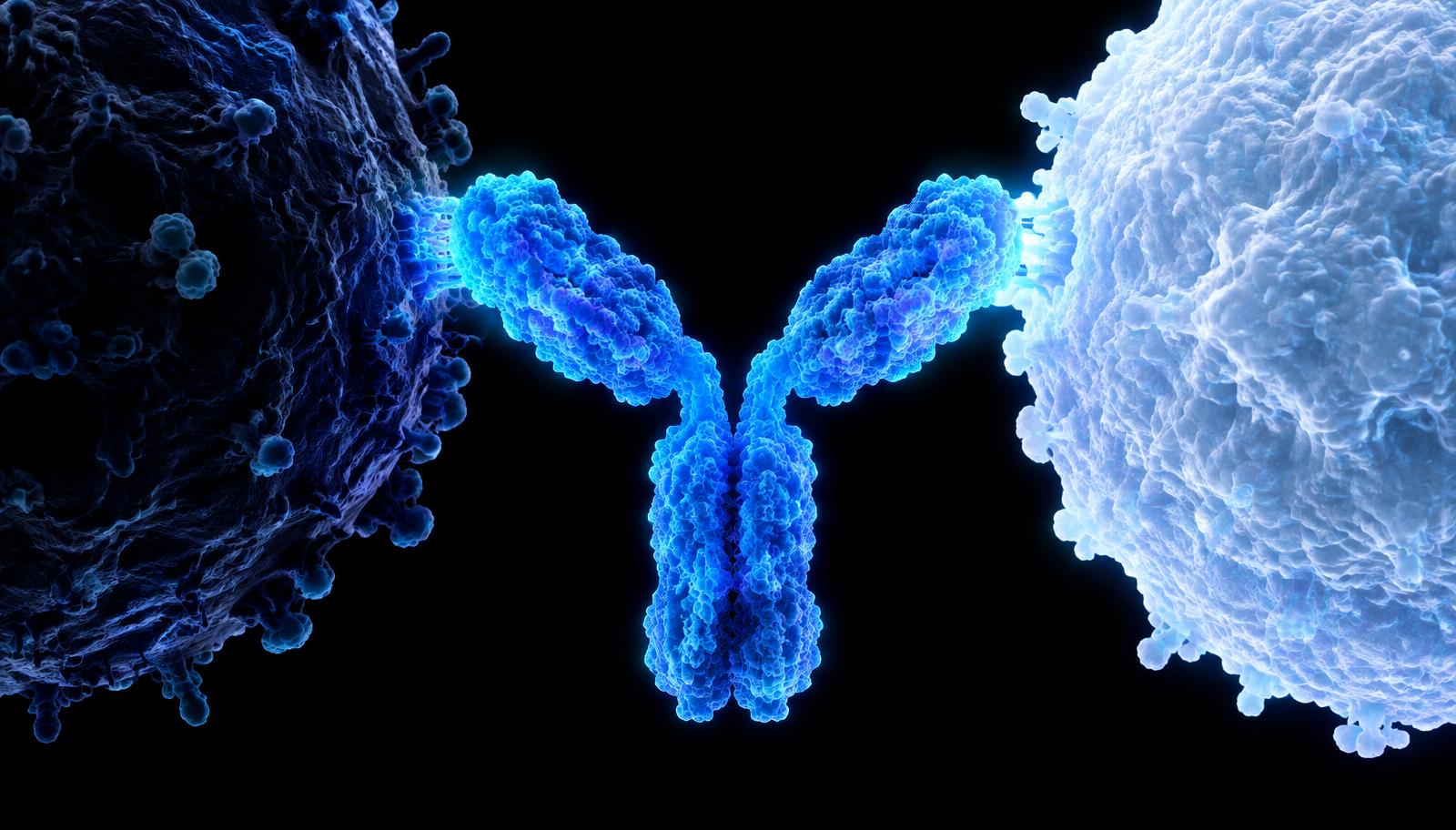 A bispecific antibody linking a T cell to a malignant B cell.