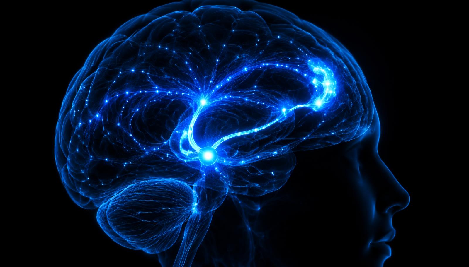 Glowing neural reward pathways visualized in a human brain.