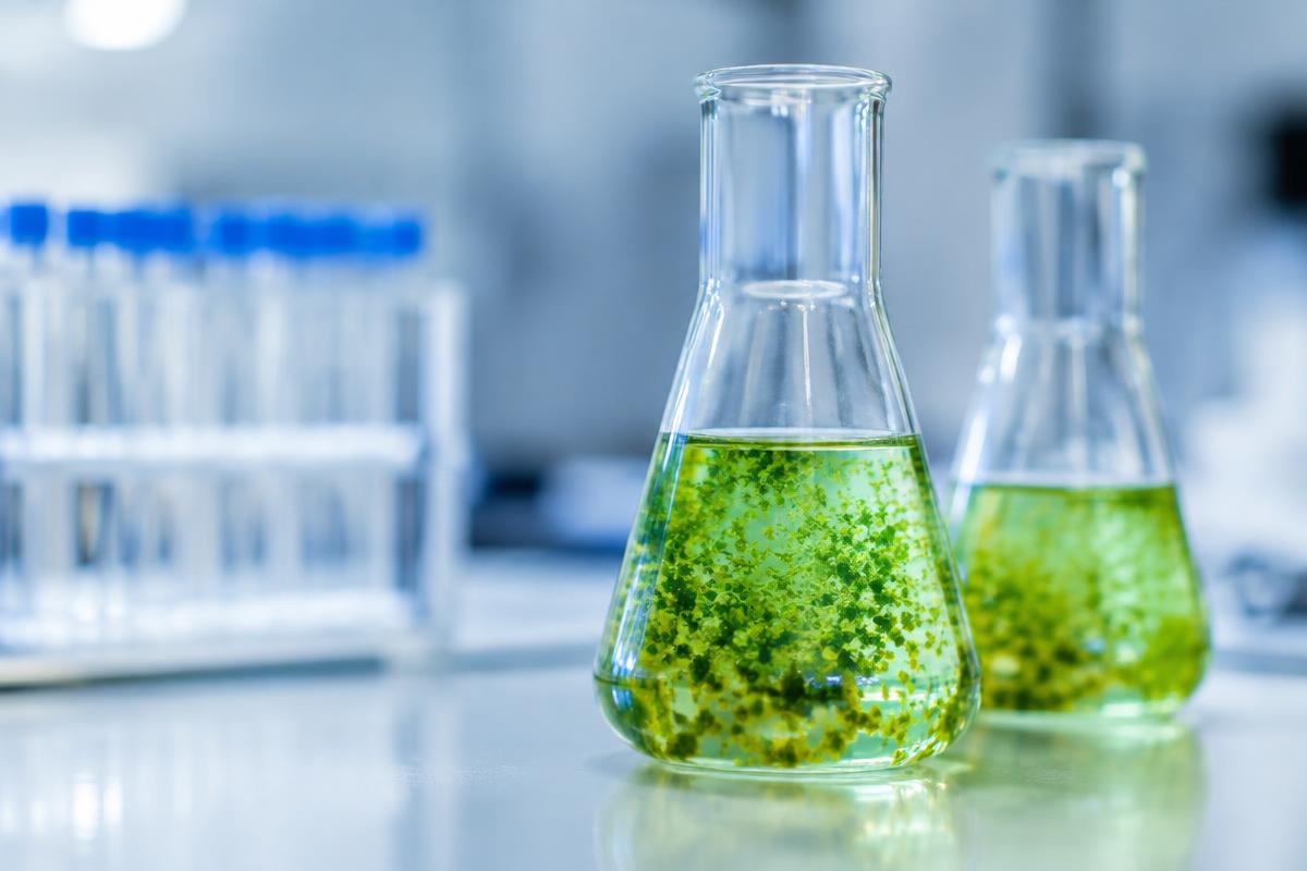 Flasks of green single-celled algae on a laboratory bench.